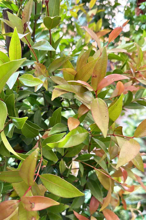 Christina Plant Small