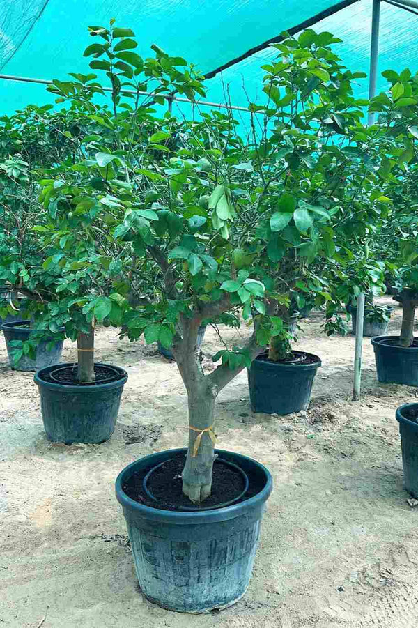 Citrus Tree