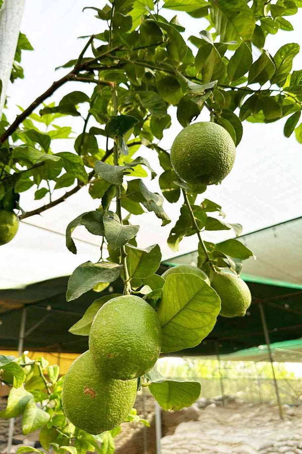 الحمضيات ليمونيرو إسبانيا طويل القامة