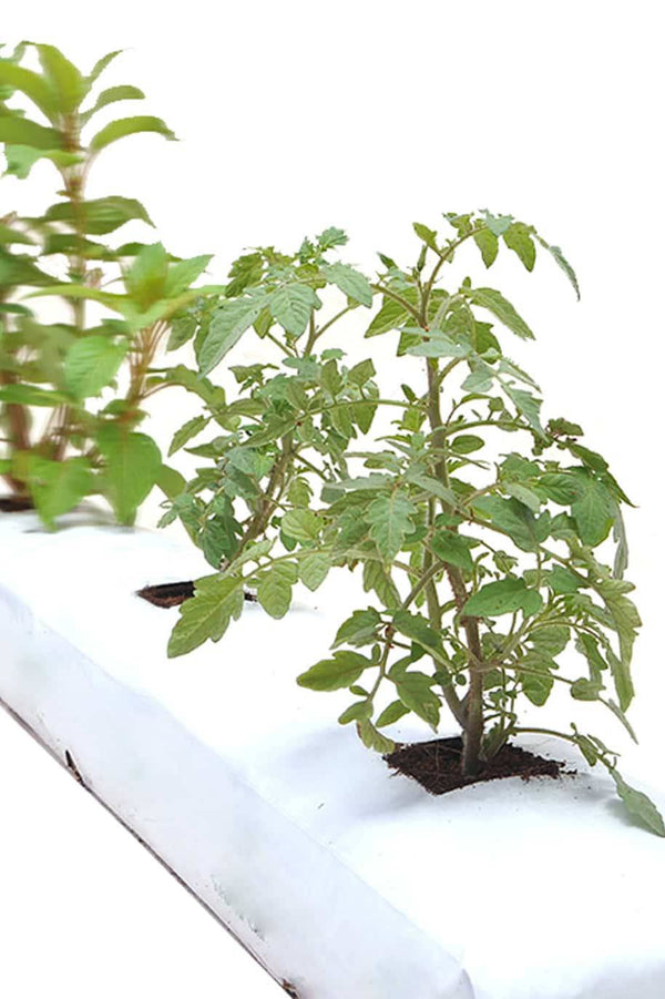 Grow Bag - High Grade Coco Peat