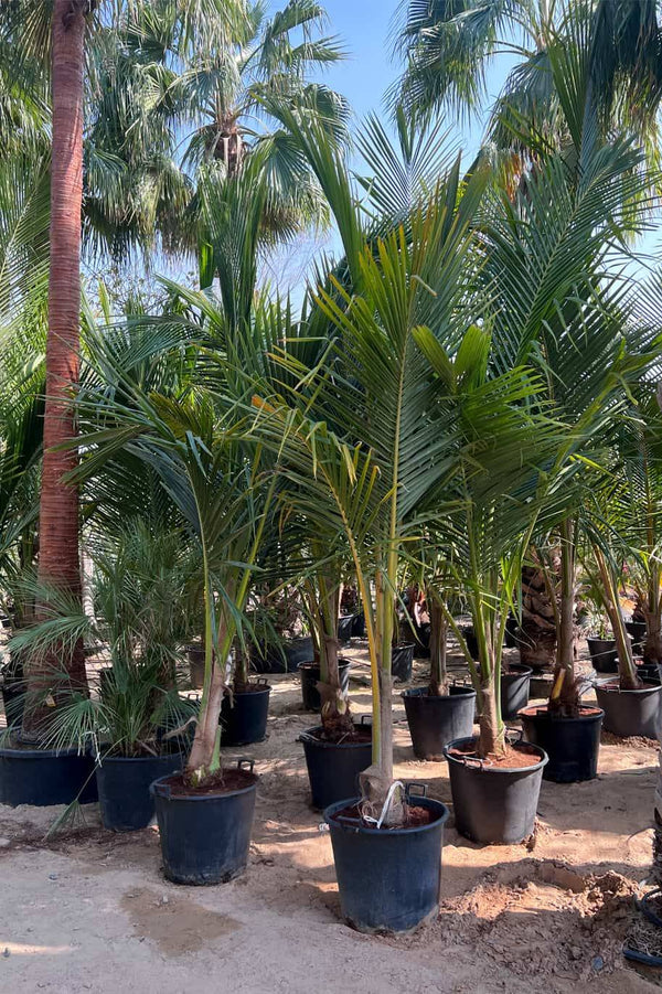 Coconut Tall Tree