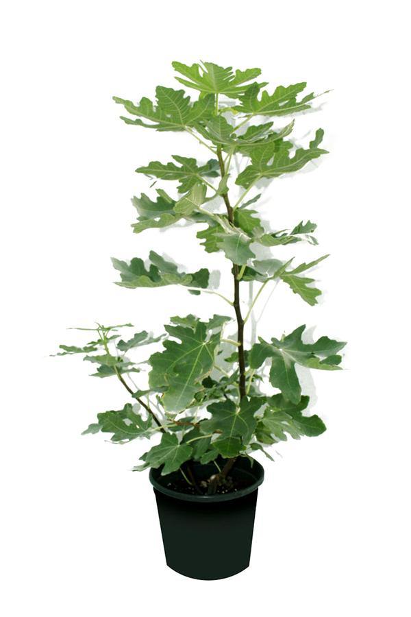 Common Fig-Ficus Carica