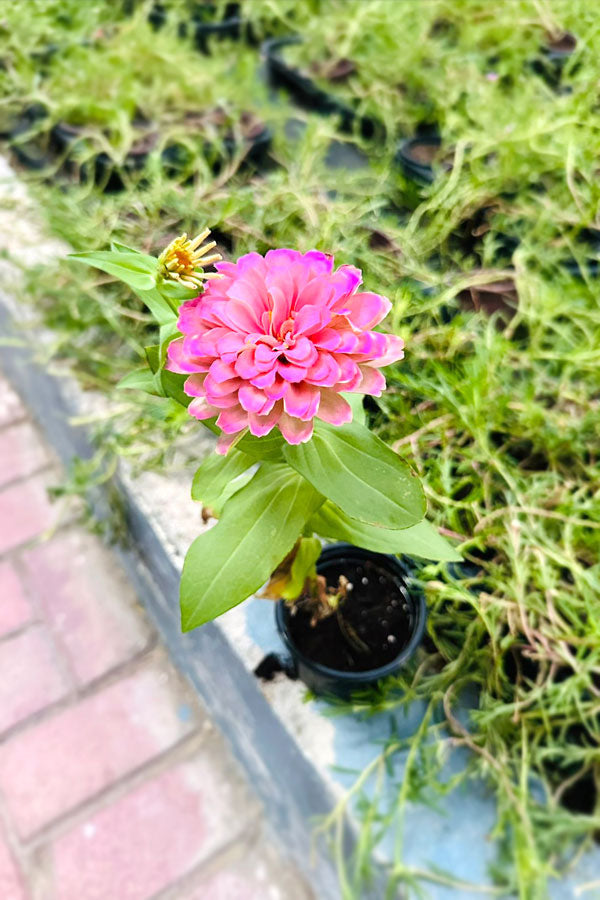 Common Zinnia - Zinnia Elegans - Outdoor Flowering Plant