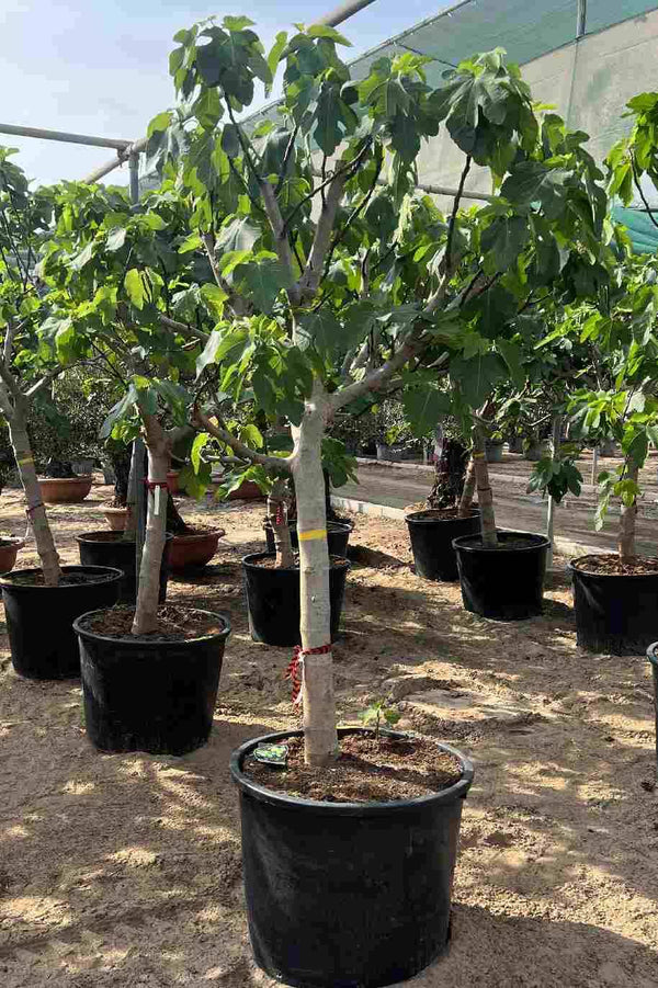 Common Fig Tree