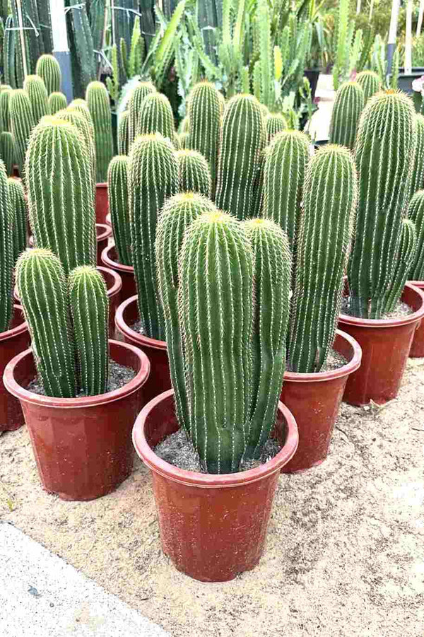 Cone Cactus