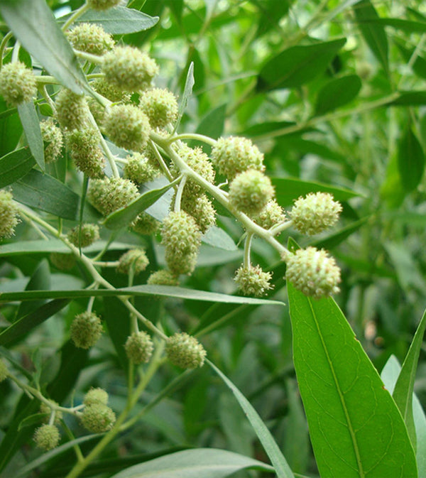 Conocarpus erectus ‘Saudi’ or Damas tree