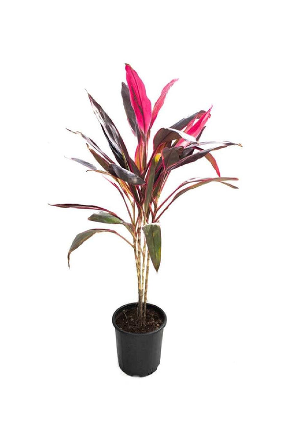 Cordyline Rumba Outdoor