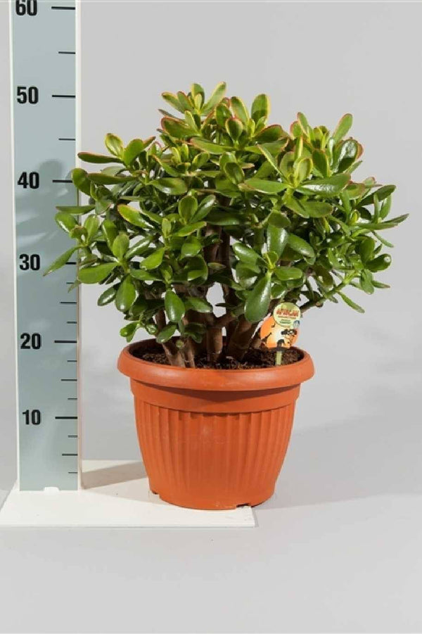 Crassula Magical Tree