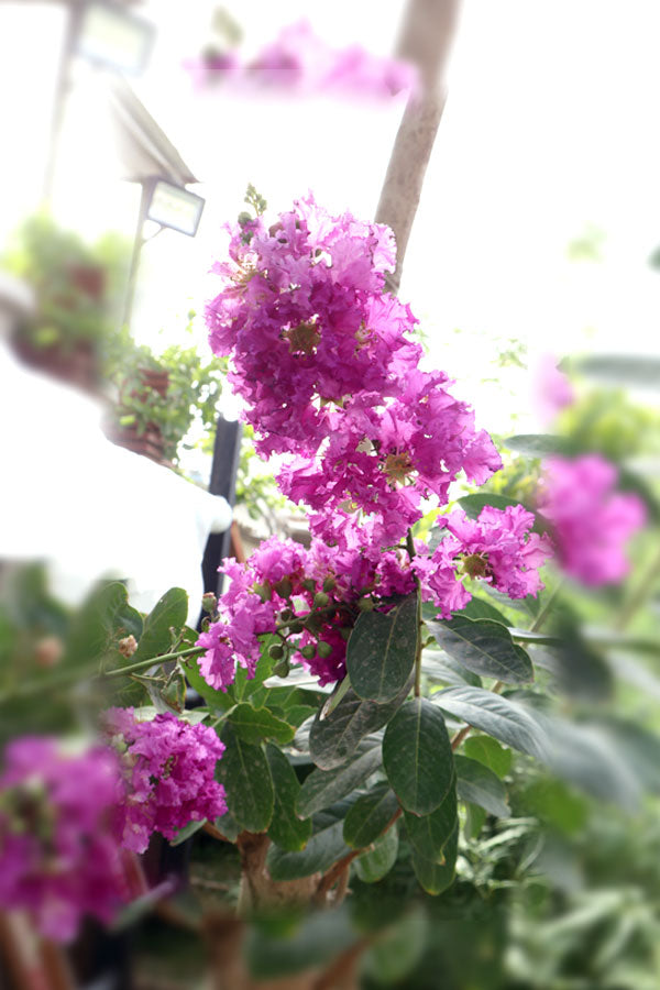 Crepe Myrtle-Outdoor Flowering Plant