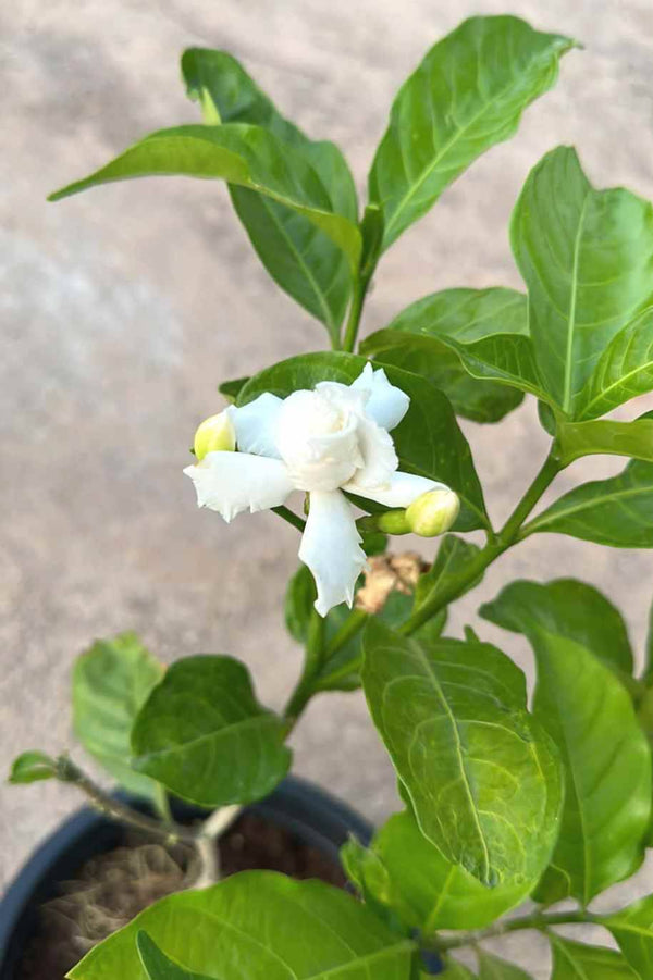 Crepe Jasmine Double Head Small