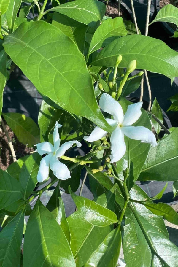 Crepe Jasmine Single Head