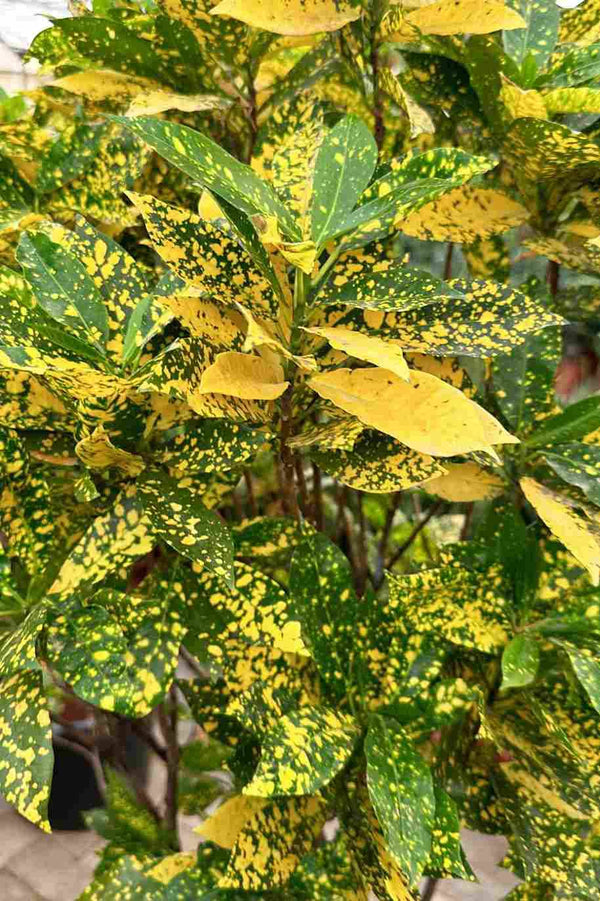 Croton Gold Dust Croton Tall