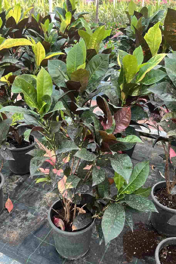 Croton Iceton Outdoor