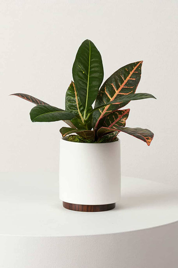 Croton Mini
