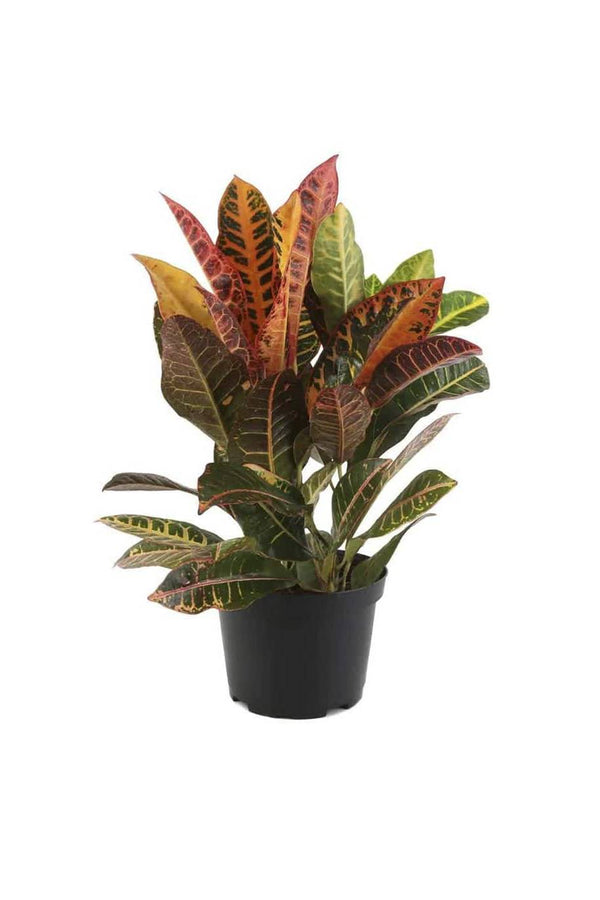 Croton Petra Outdoor