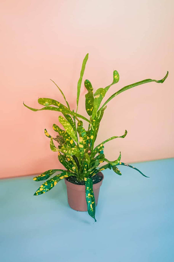 Croton Stardust Small