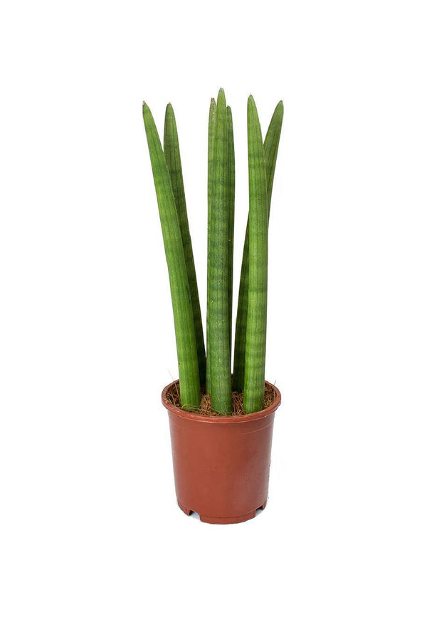 Cylindrical Snake Plant