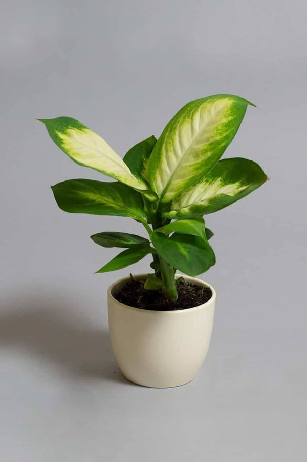 Dieffenbachia Camilla