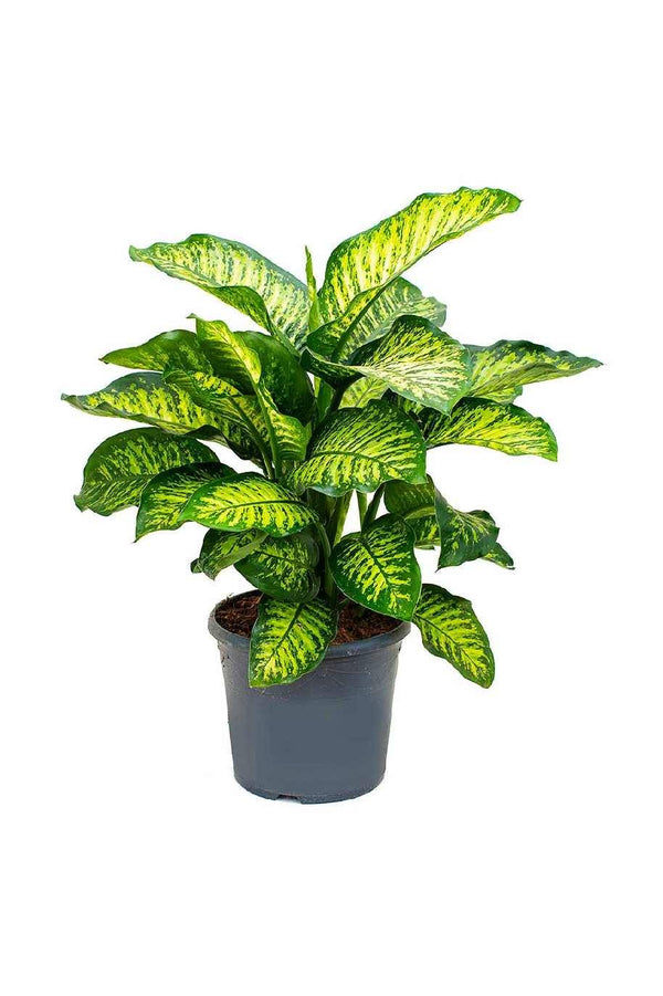 Dieffenbachia Maroba - Dumb Cane
