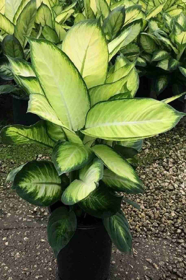 Dieffenbachia Tropic Marianne