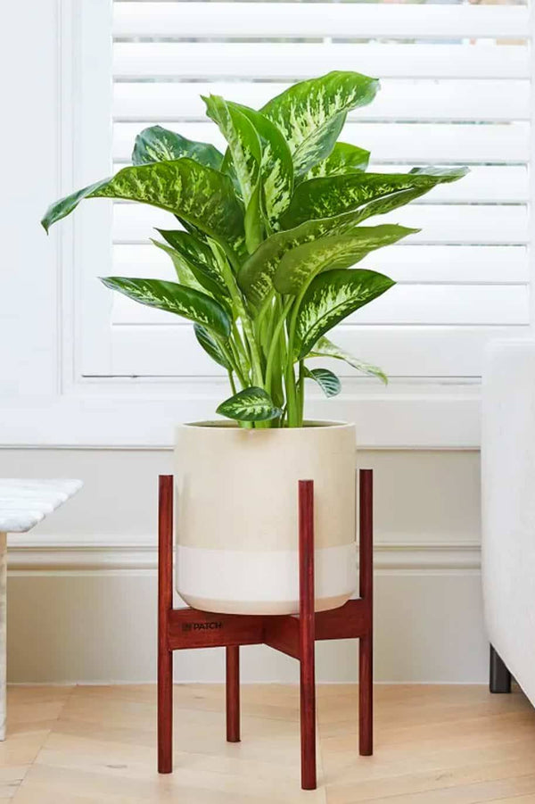 Dieffenbachia Tropic Snow