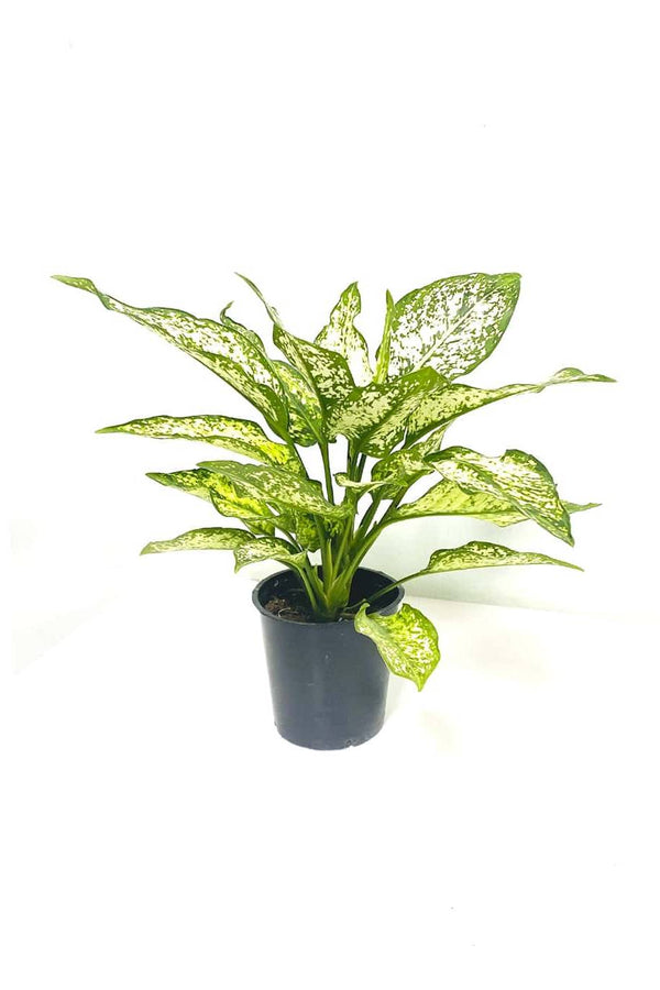 Dieffenbachia White Etna China