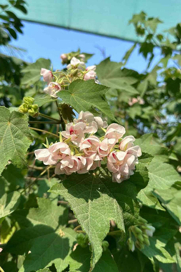 Dombeya Tree