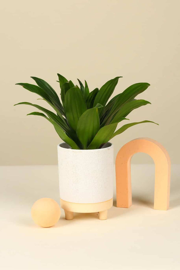 Dracaena Compacta Small