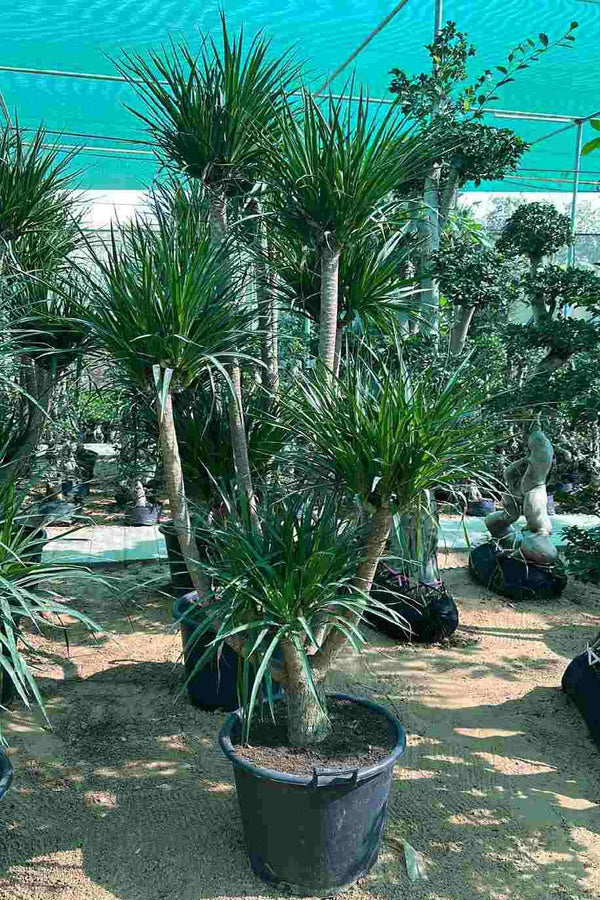 Dracaena Draco Tall