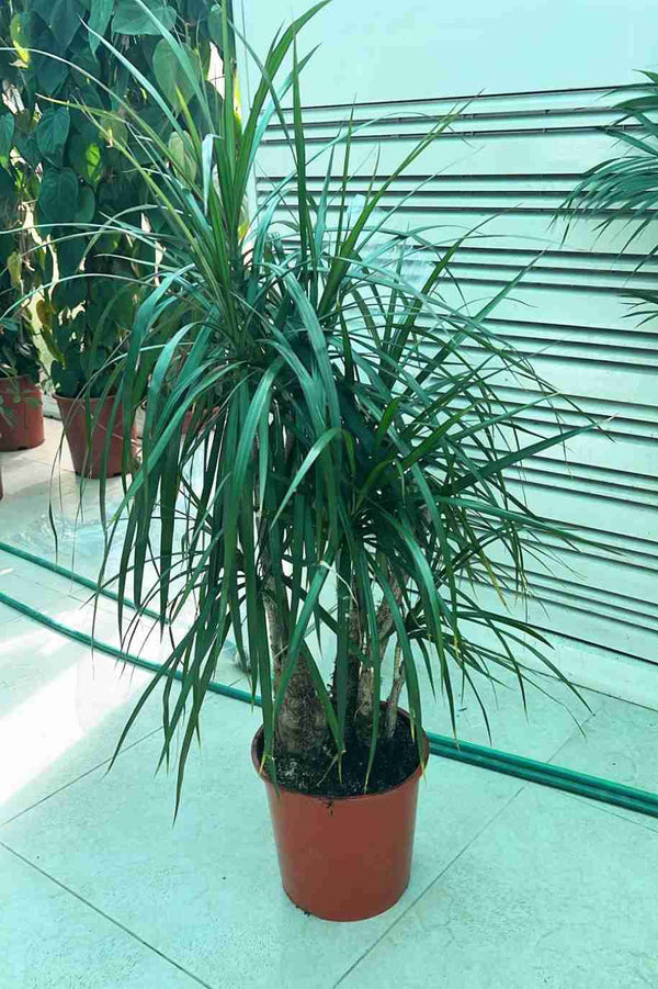 Dracaena Marginata Branched