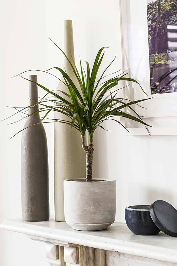 Dracaena Marginata Small