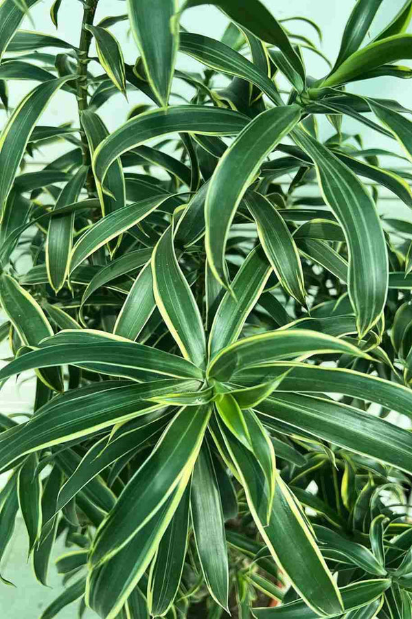 Dracaena Reflexa Song