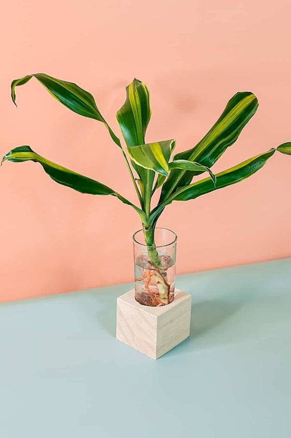 Dracaena Stripe Cubo