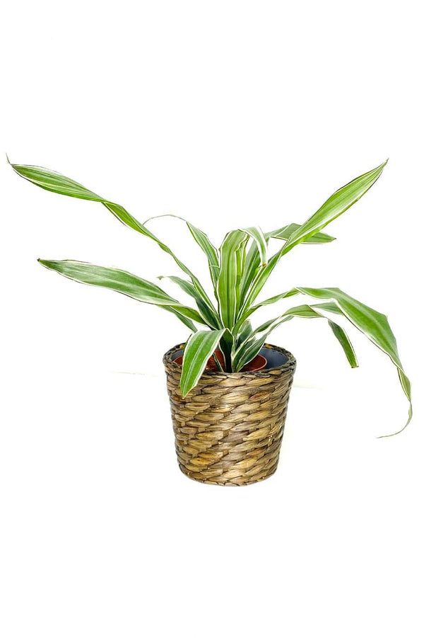 Dracaena White Stripe Head