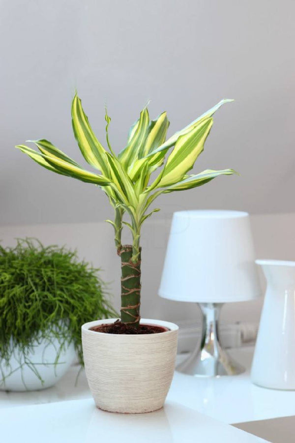 Dracaena Yellow Coast Small