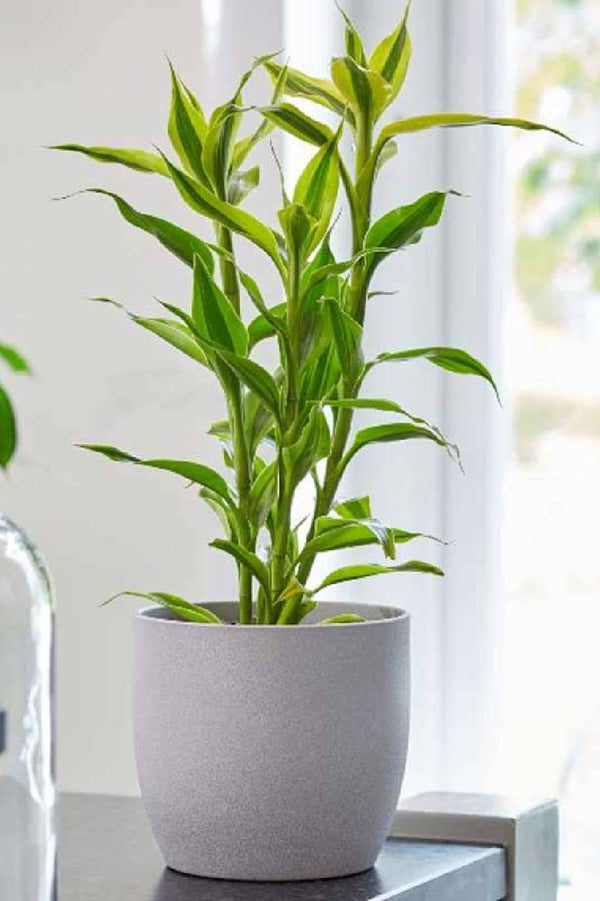 Dracaena sanderiana Lemon Stripe