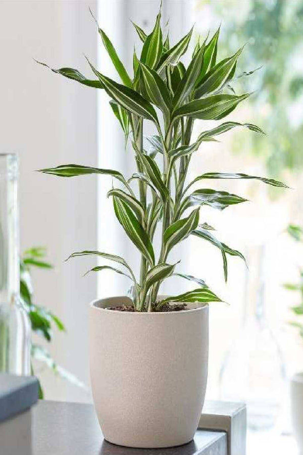 Dracaena sanderiana White Stripe