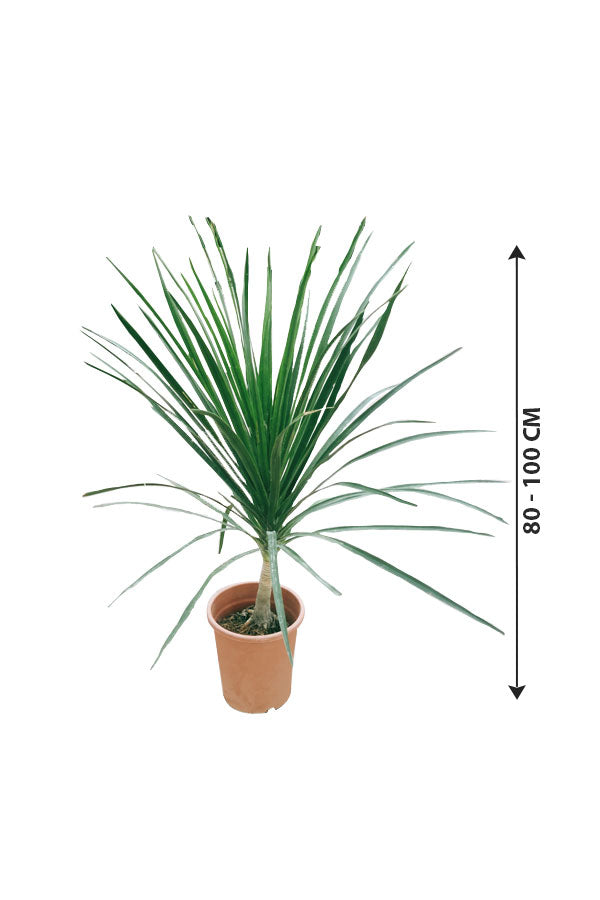 Dracena Draco Single Stemp-Tree Plant