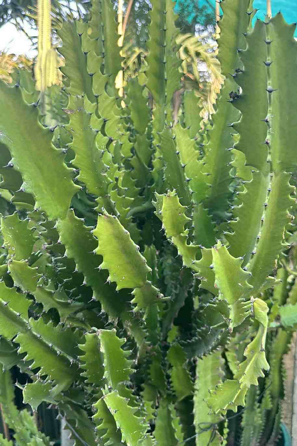 Dragon Bone Cactus Tall