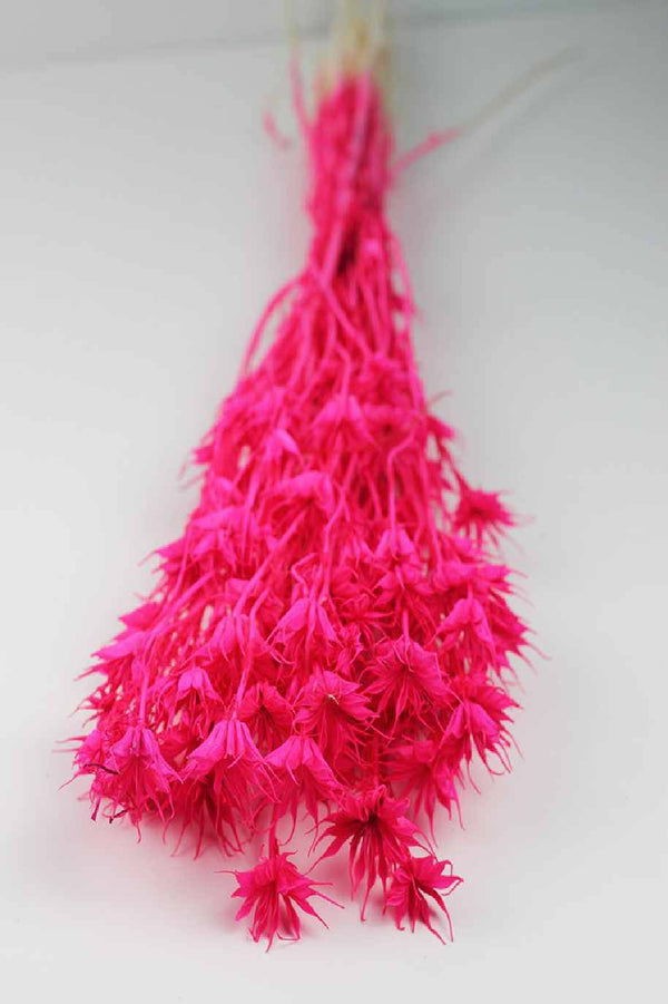 Dried Nigella Orientalis - Cerise Pink