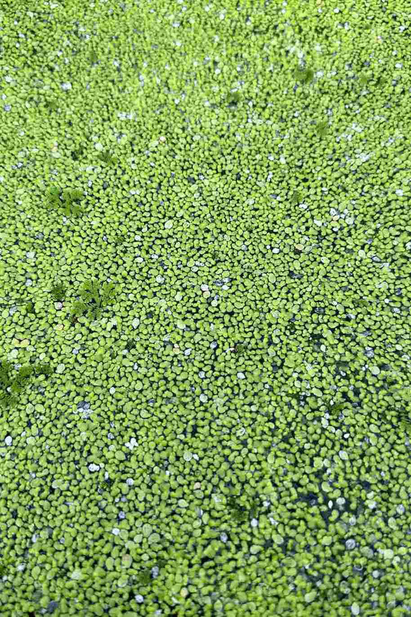 Duckweeds Water Plant