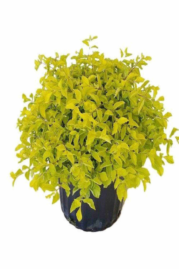 Duranta Repens Gold