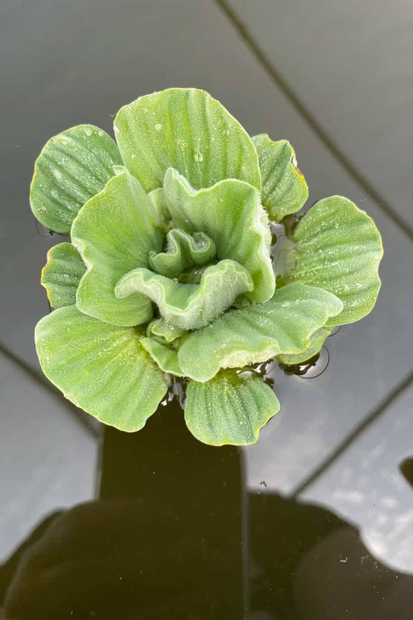 خس الماء القزم