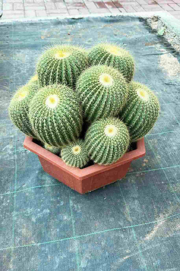 صبار إكينو متعدد الرؤوس