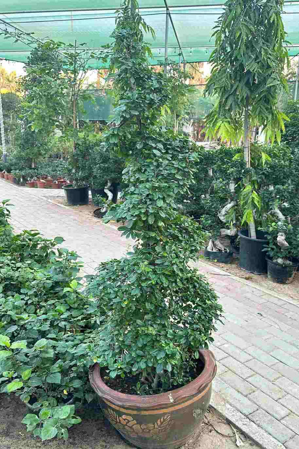 Ehretia Microphylla Buxus Spiral