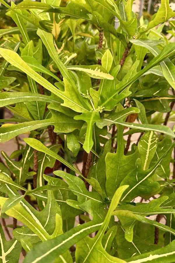 Electric Leaves Croton