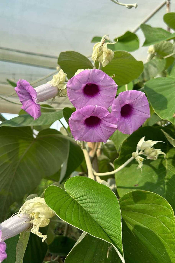 Elephant Creeper Tall