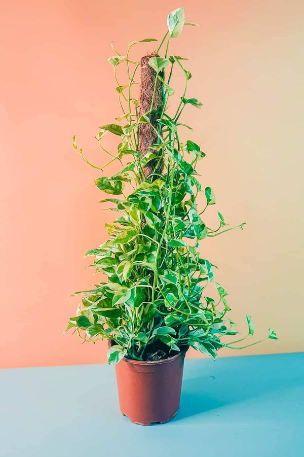 Epipremnum N Joy Tall