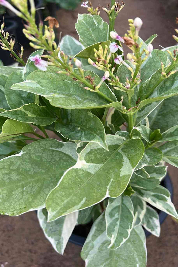 Eranthemum White Varigated