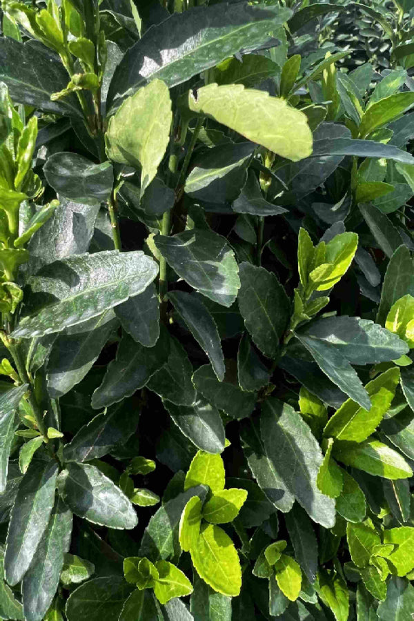 Euonymus japonicas Green Rocket